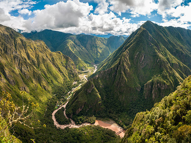 Lush, green South American rainforest canopy.